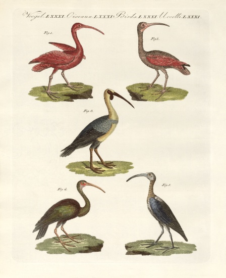 Kinds of ibis od German School, (19th century)