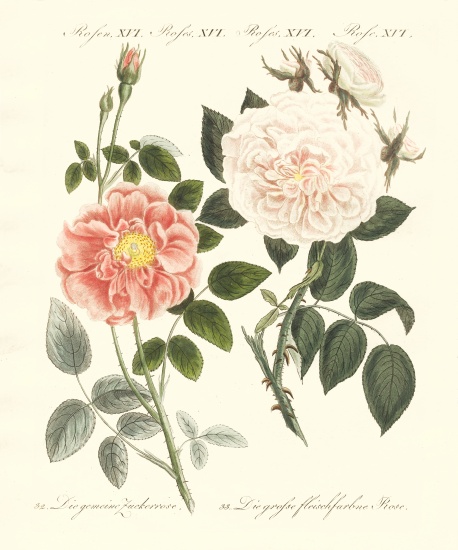 Kinds of roses od German School, (19th century)