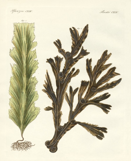 Kinds of seaweed od German School, (19th century)