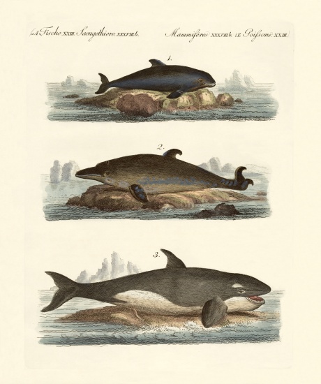 Kinds of whales od German School, (19th century)