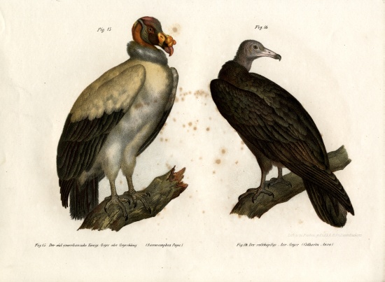King Vulture od German School, (19th century)