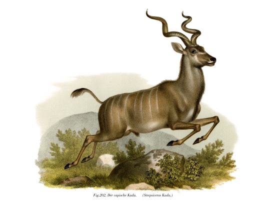 Kudu od German School, (19th century)