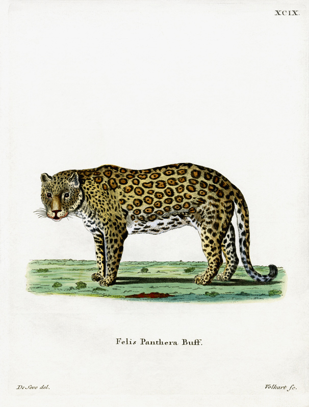 leopard od German School, (19th century)