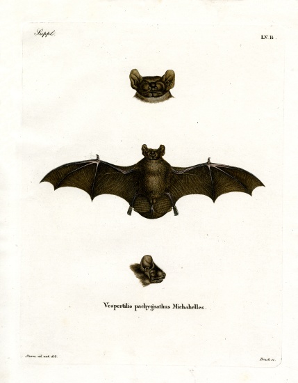 Lesser Noctule Bat od German School, (19th century)
