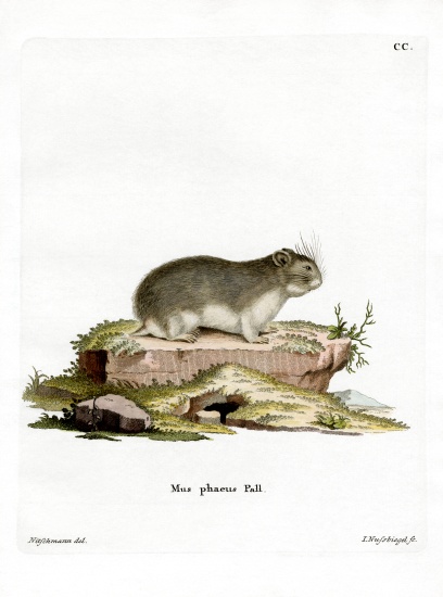 Little Grey Hamster od German School, (19th century)