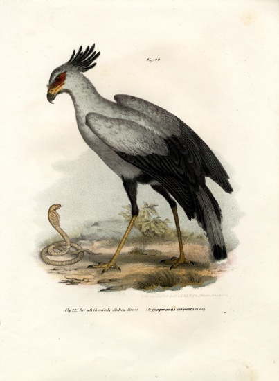 Long-legged Raptorial Bird od German School, (19th century)
