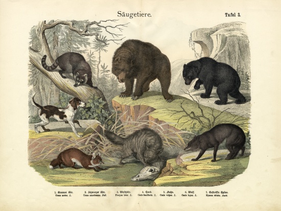 Mammals, c.1860 od German School, (19th century)