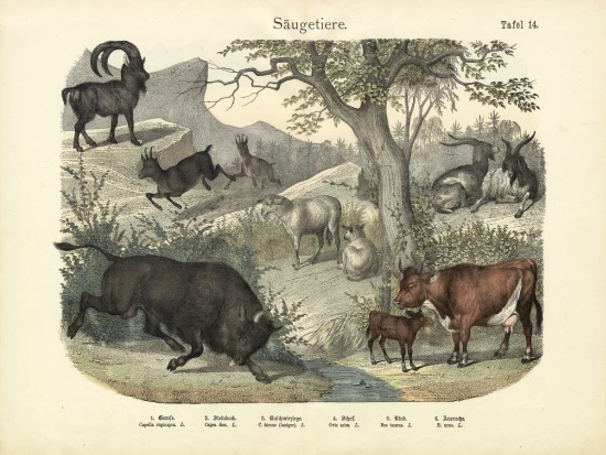 Mammals, c.1860 od German School, (19th century)