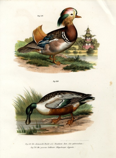 Mandarin Duck od German School, (19th century)