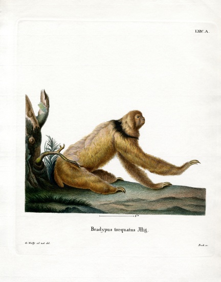 Maned Sloth od German School, (19th century)