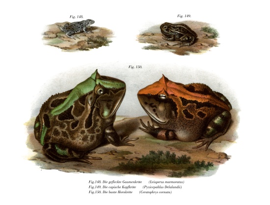 Marbled Four-eyed Frog od German School, (19th century)