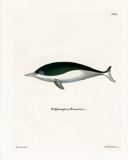 Mealy-mouthed Porpoise od German School, (19th century)