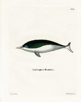 Mealy-mouthed Porpoise