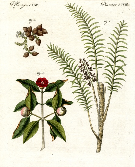 Medical plants od German School, (19th century)