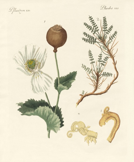 Medicinal plants od German School, (19th century)