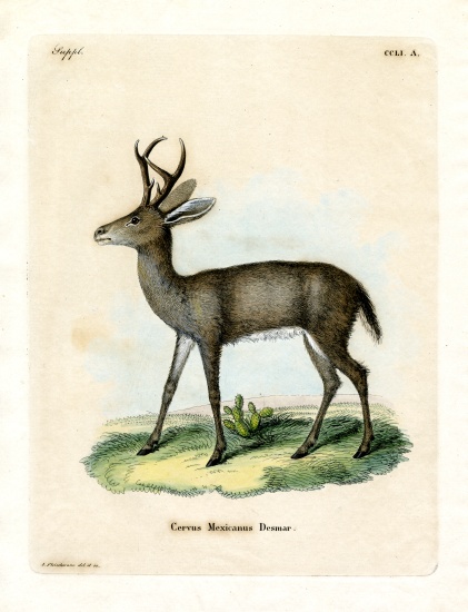 Mexican Deer od German School, (19th century)