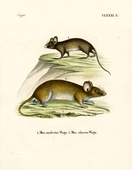 Mice od German School, (19th century)