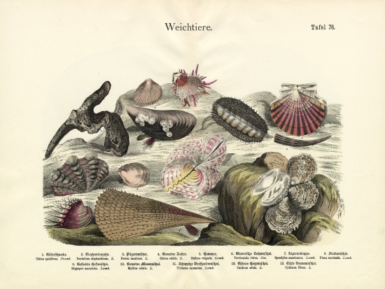 Molluscs, c.1860 od German School, (19th century)