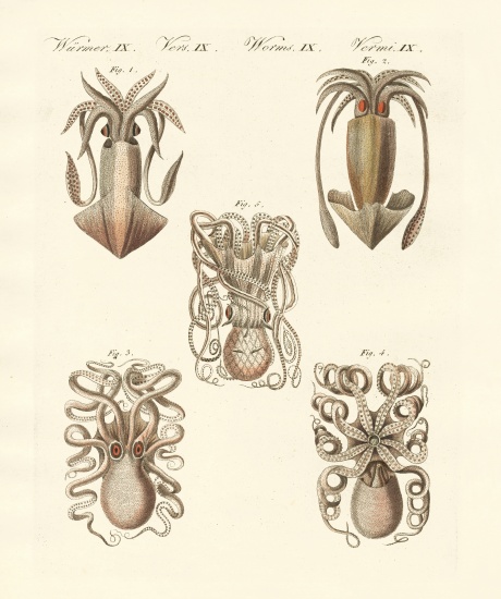 Molluscs or soft worms od German School, (19th century)