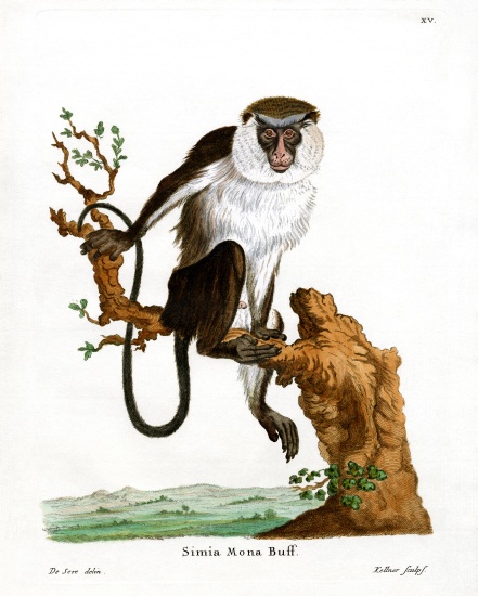 Mona Monkey od German School, (19th century)
