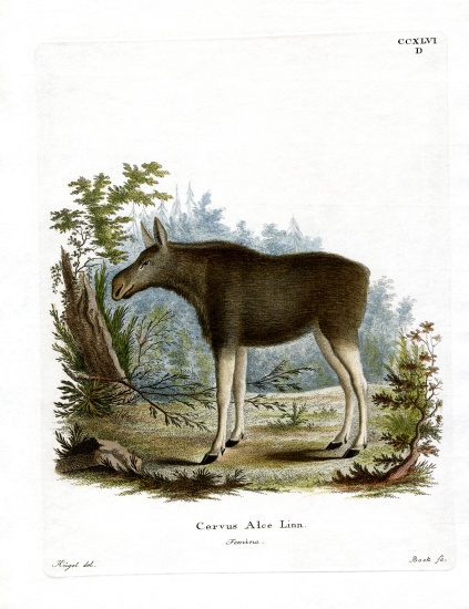 Moose od German School, (19th century)
