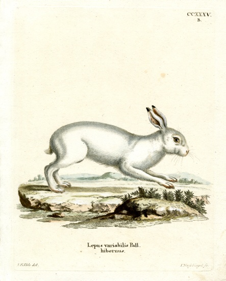 Mountain Hare od German School, (19th century)