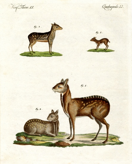 Musk animals od German School, (19th century)