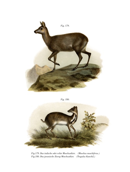 Musk Deer od German School, (19th century)
