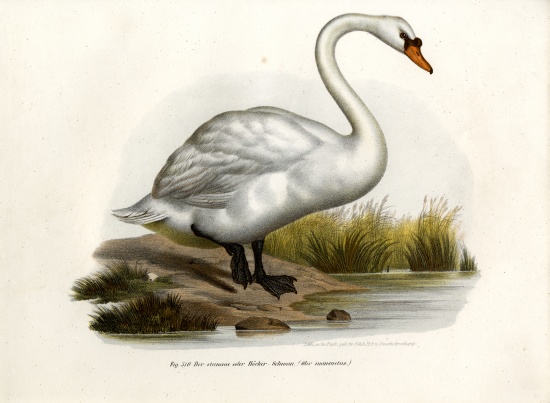 Mute Swan od German School, (19th century)