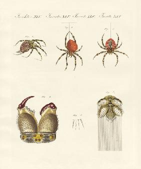 Natural history of the spider
