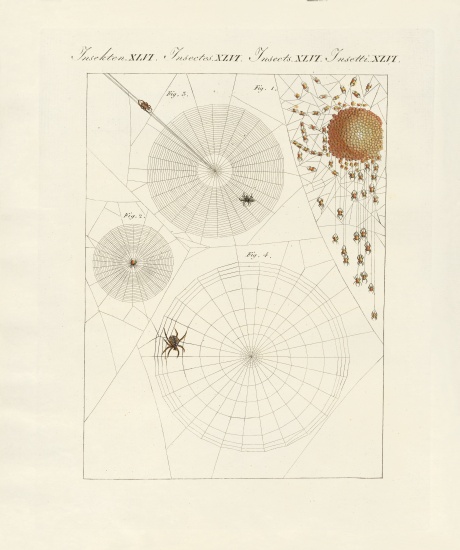 Natural history of the spider od German School, (19th century)