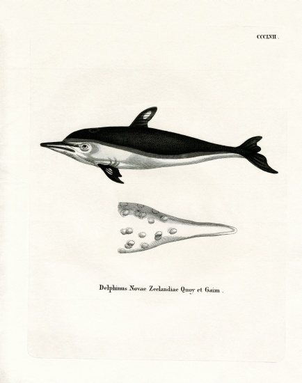 New Zealand Dolphin od German School, (19th century)
