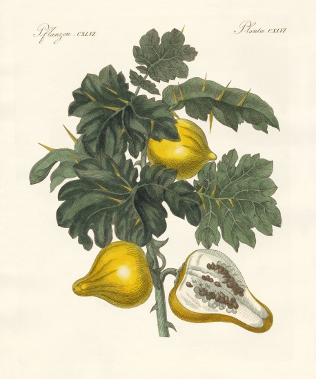 nipplefruit od German School, (19th century)
