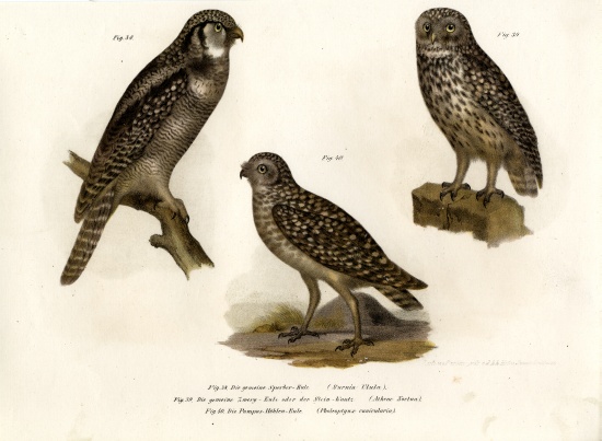 Northern Hawk Owl od German School, (19th century)