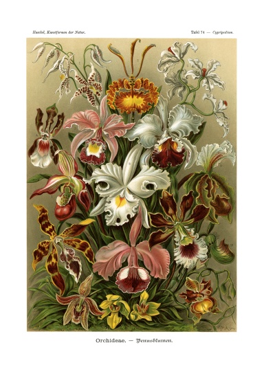 Orchideae od German School, (19th century)