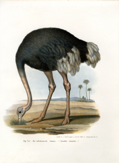 Ostrich od German School, (19th century)