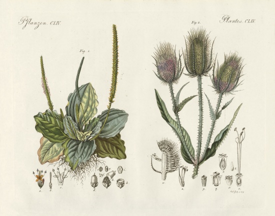Outstanding plants od German School, (19th century)
