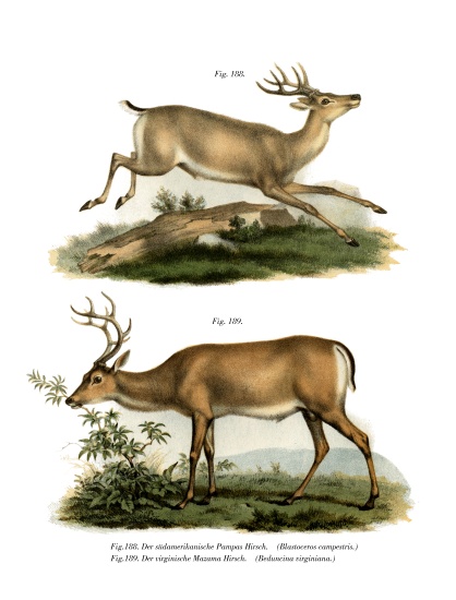 Pampas Deer od German School, (19th century)