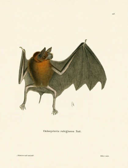 Parnell's Mustached Bat od German School, (19th century)