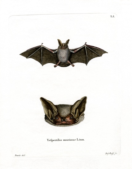 Particoloured Bat od German School, (19th century)