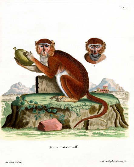 Patas Monkey od German School, (19th century)