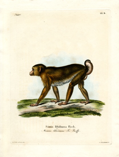Pig-tailed Macaque od German School, (19th century)