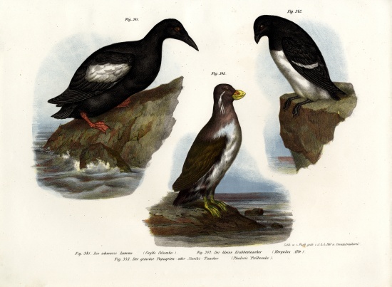 Pigeon Guillemot od German School, (19th century)