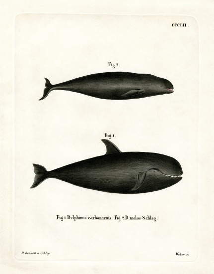 Pilot Whale od German School, (19th century)