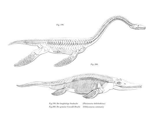 Plesiosaur od German School, (19th century)