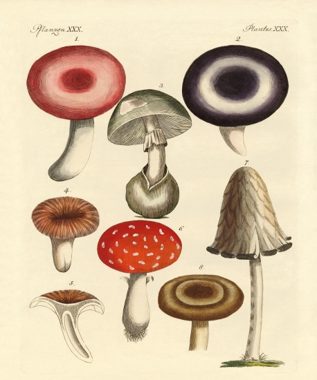 Poisonous German mushrooms od German School, (19th century)
