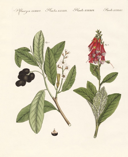 Poisonous plants od German School, (19th century)