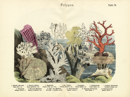 Polyps, c.1860 od German School, (19th century)