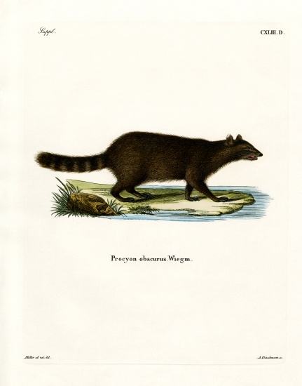 Raccoon od German School, (19th century)