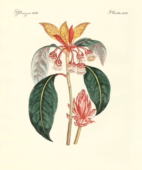 Rare chinese plants od German School, (19th century)